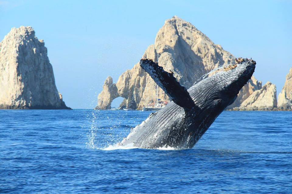 Whale Riders