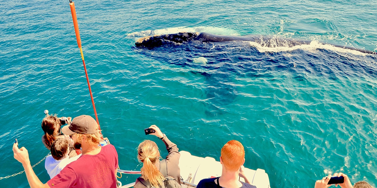 Whale Riders