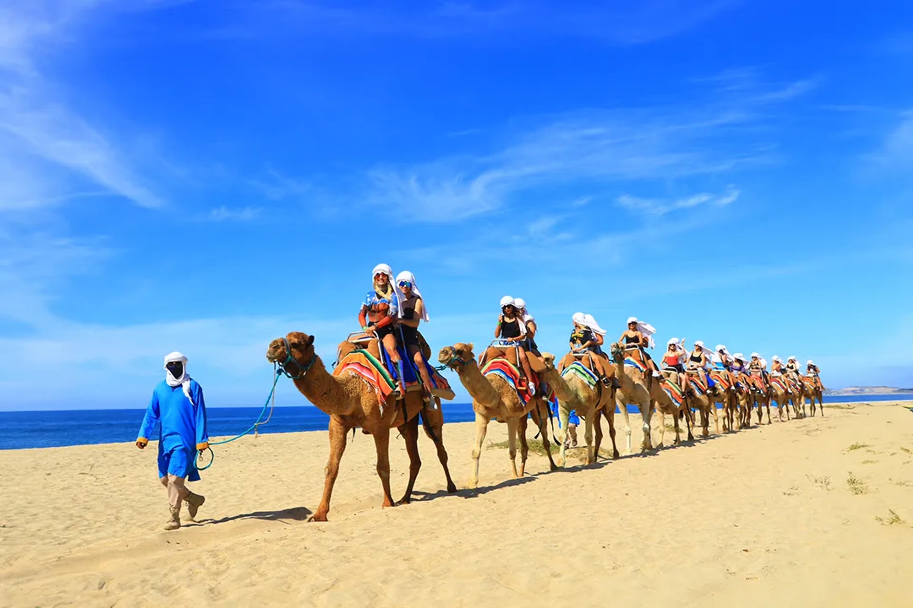 Camels in Cabo